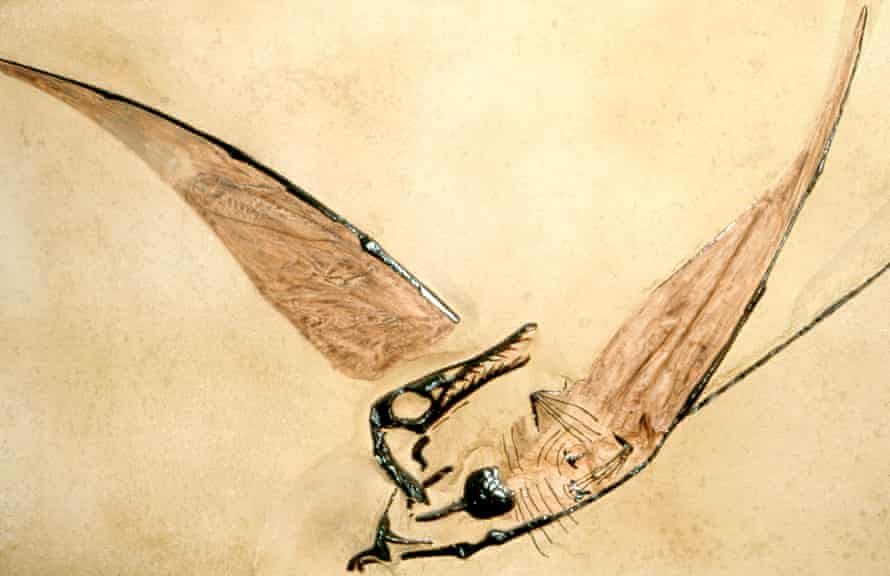 Jura dönemine ait bir pterodaktil fosili.