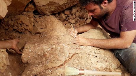 Paleontolog Matteo Fabri, sahada bir fosil üzerinde çalışıyor.