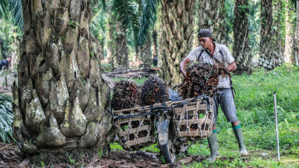 Palm yağı: Endonezya'nın ihracat yasağı daha yüksek fiyatlara yol açabilir