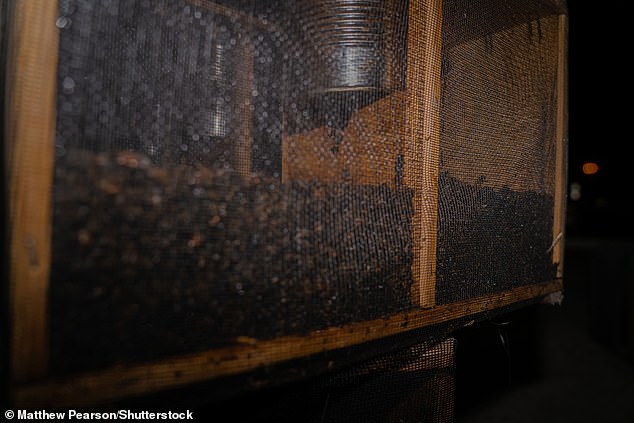 Atlanta'nın Hartsfield-Jackson Havalimanı'nda sıcak güneşin altında bir kargo kutusunu terk ettikten sonra açlıktan ölen bir arı kafesi