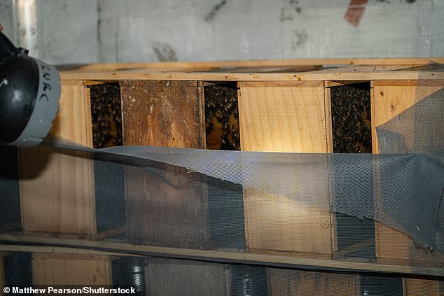 Bir arıcı mahsur kalan arıların durumunu kontrol ederken bir el feneri yanar.  Arıların büyük çoğunluğu sıcakta öldü, ancak birkaç bini kurtarıldı
