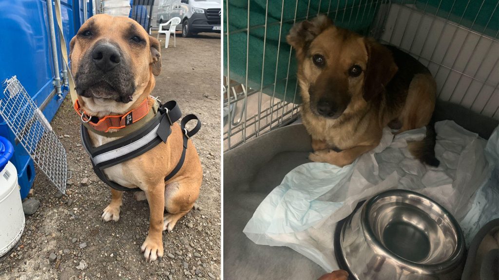 Bir hayvan derneği, savaşın parçaladığı Ukrayna'da açlıktan sağ kurtulan 100'den fazla barınak köpeğinin Polonya sınırına taşındığını söyledi.