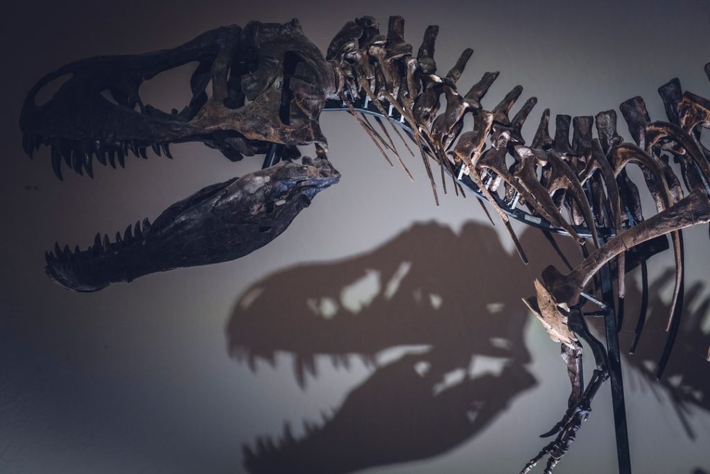 California Üniversitesi'nde paleontolog olan Berkeley, T. Rex'in neden bu kadar küçük kolları olduğuna dair yeni bir teori ortaya koyuyor.