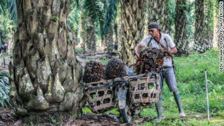 15 Mart 2022, Endonezya, Kuzey Sumatra, Dilisirdang'daki bir palmiye yağı çiftliğinde bir işçi motosikletinde taze palmiye meyveleri taşıyor.