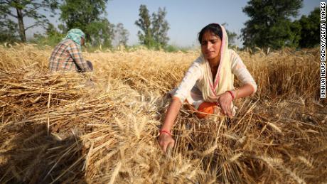 Hindistan, küresel gıda krizini çözmeye yardım etmeyi teklif etti.  İşte düşüşün nedeni