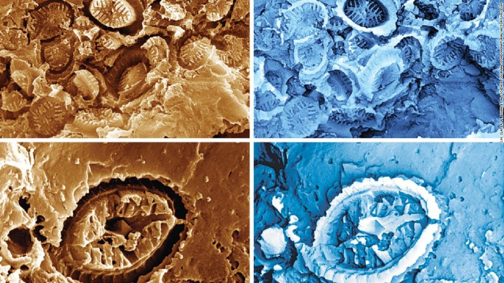 'Hayalet' fosilleri, antik okyanus ısınma olaylarından kurtulan mikroorganizmaları ortaya koyuyor