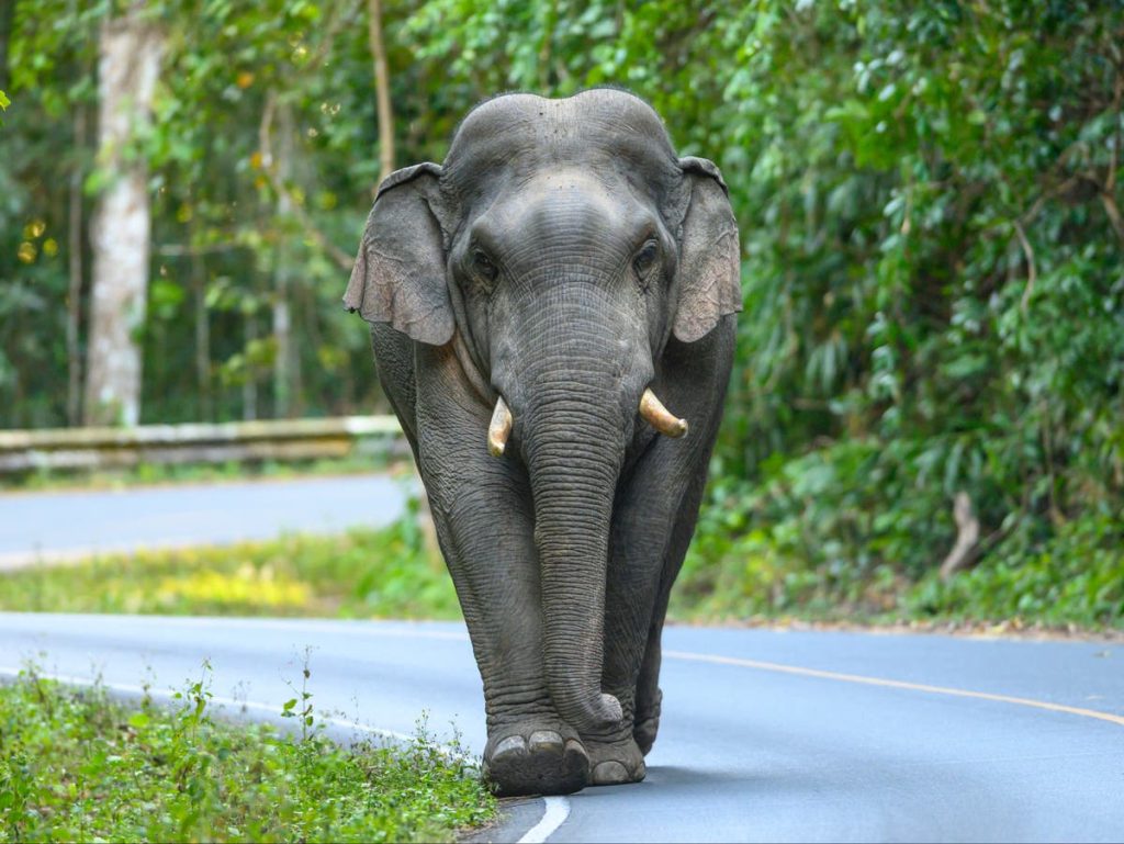 Hindistan'da bir fil yaşlı bir kadını öldürdü, ardından cesedini çiğnemek için geri döndü