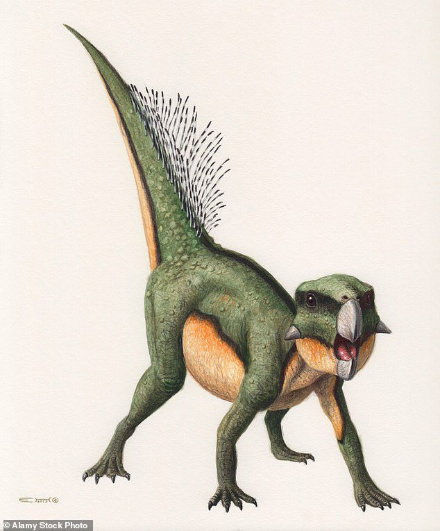 Papağanın Yüzü: Tomos Psittacosaurus Dinozoru Neydi?