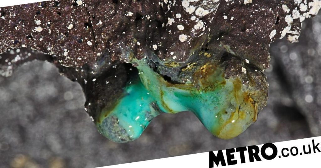 Yüzyıllar önce Hawaii'nin lav mağaralarında gizemli yaşam formları keşfedildi