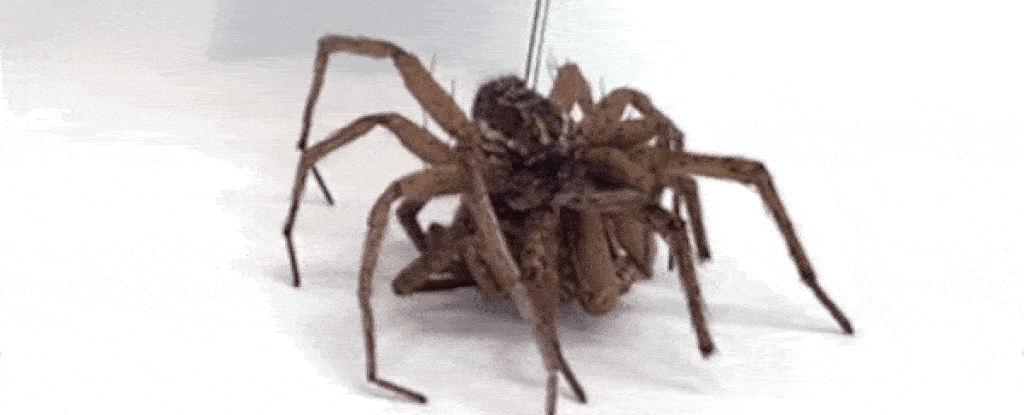 Bilim adamları ölü örümcekleri "ölüm robotlarına" dönüştürüyor ve korkuyoruz