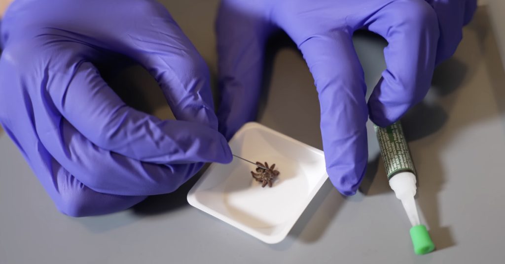 Bilim adamları ölü örümcekleri pençeli robotlar olarak diriltiyor