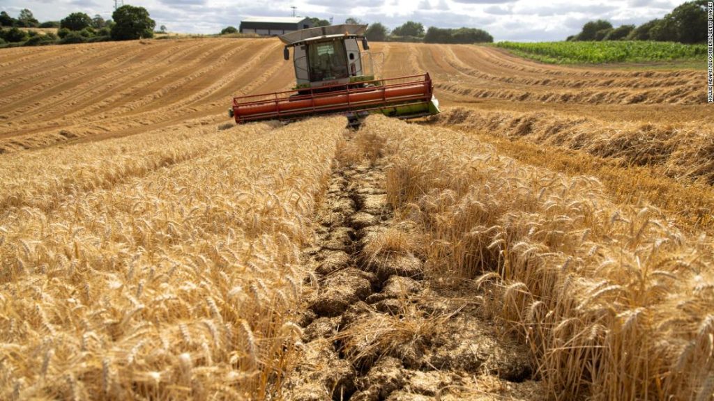 Ukraynalı tahıllarla büyük rahatlama, ancak gıda krizi hiçbir yere gitmiyor