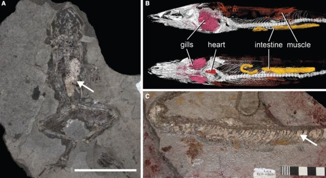 Fosillerdeki fosfolipid yumuşak doku örnekleri: (a) Fosfolipid vakumlu bir kurbağanın midesi;  (b) Faringeal iç organları olan bir Brezilya balık fosilinin mikro-CT görüntüsü;  (c) Fosfat derili kolobrid yılanı.