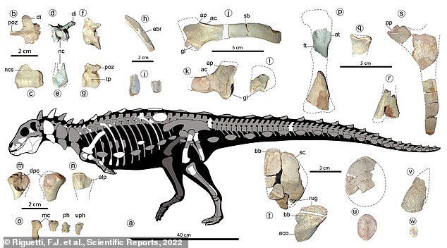 Thyreophora adlı bir grupta Stegosaurus, Ankylosaurus ve diğer zırh destekli dinozorlara katılır.