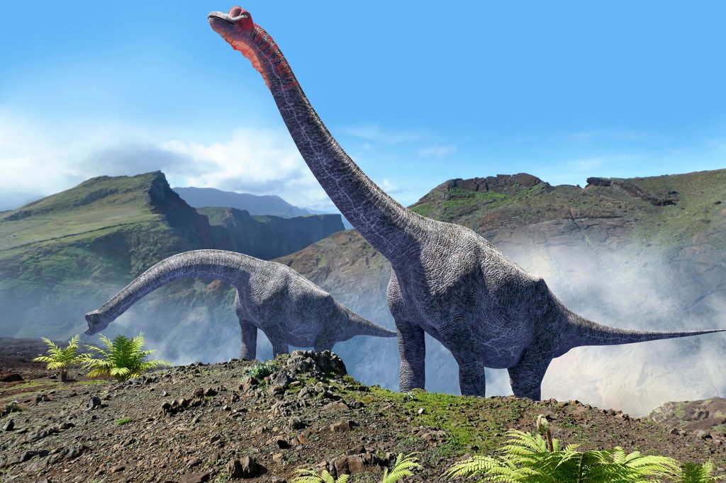 İskelet muhtemelen 160-100 milyon yıl önce modern Portekiz topraklarında dolaşan bir sauropod dinozoruna aitti. 