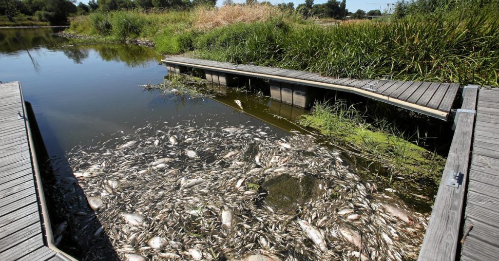 Almanya ve Polonya, Oder Nehri'ndeki toplu balık ölümlerinin nedenini araştırıyor