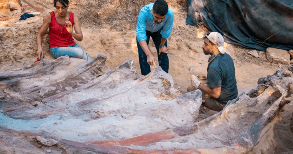 Portekiz'de bir adamın arka bahçesinde 82 metre uzunluğunda bir dinozor iskeleti bulundu.  Avrupa'nın en büyüğü olabilir.
