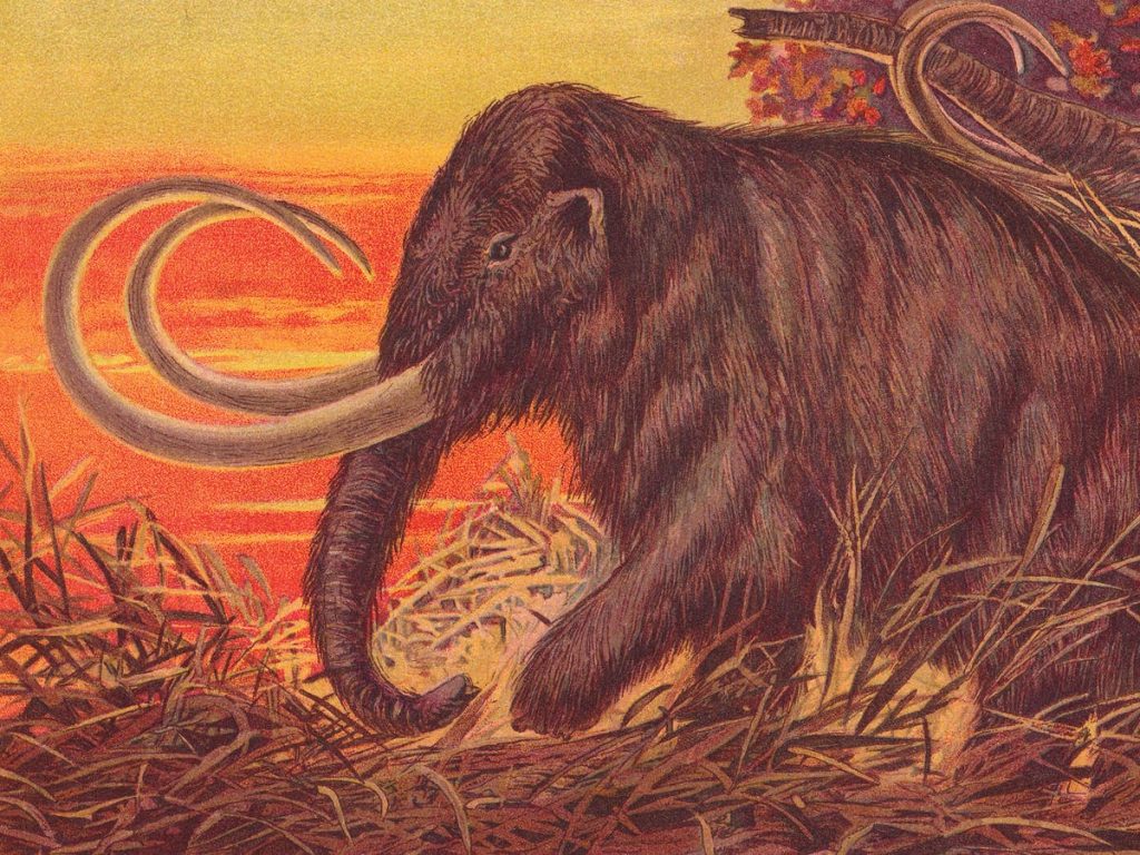 Yünlü mamut geri döndü.  Onları yemeli miyiz?