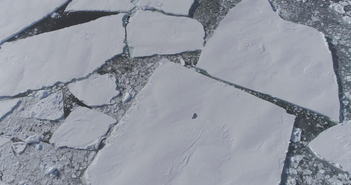 Bir buz parçası üzerinde yukarıdan yalnız bir mühür belirir. 