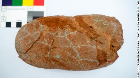 Görüntü, araştırma kapsamında incelenen Macroolithus yaotunensis'e ait fosilleşmiş bir yumurtadır. 
