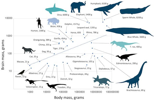 Dinozorlar, memeliler ve kuşlar için beyin büyüklüğüne karşı vücut kütlesi diyagramı